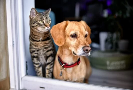 A dog and cat looking out of a storm door window