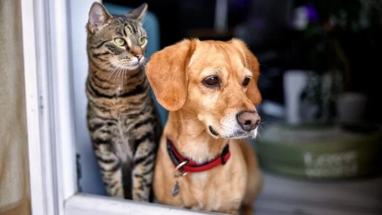 A dog and cat looking out of a storm door window
