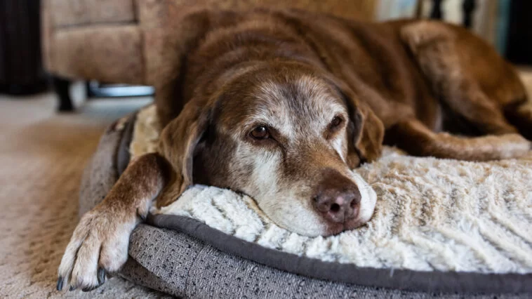 Old dog relaxing on a gray and white dog bed