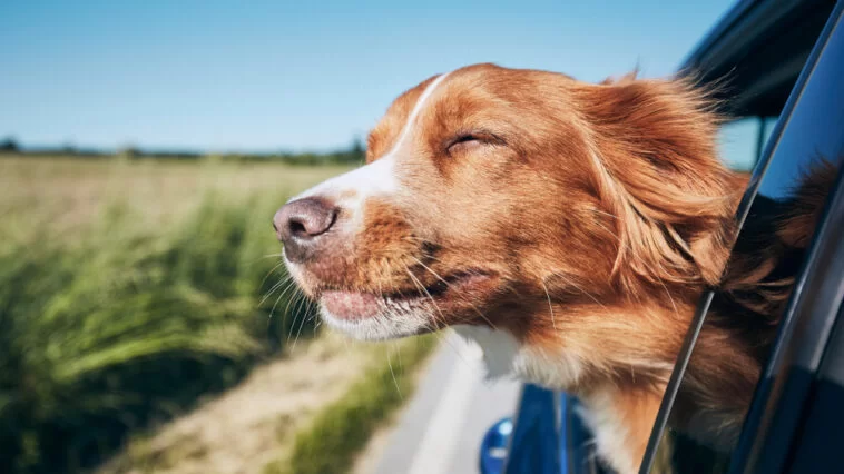 Dog enjoying the wind while riding in a car with its head out the window