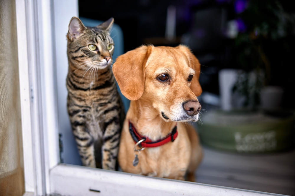 A dog and cat looking out of a storm door window