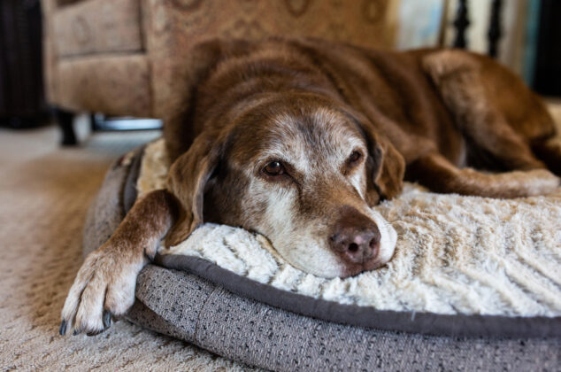 Old dog relaxing on a gray and white dog bed