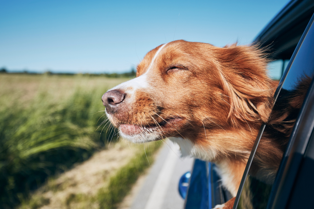 Dog enjoying the wind while riding in a car with its head out the window